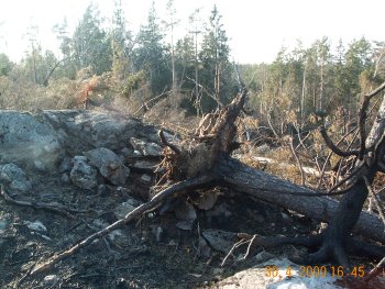 Exempel på avbrända rötter
